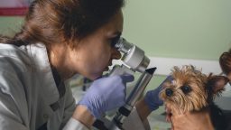 consult oftalmologic la un caine